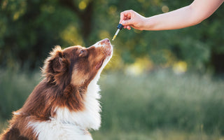 Buyer's Guide: CBD for Dog Hip Pain