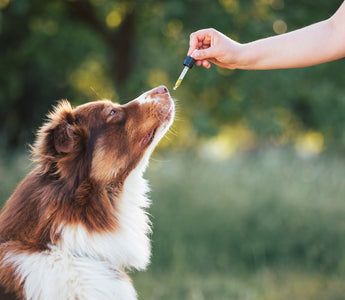 Buyer's Guide: CBD for Dog Hip Pain