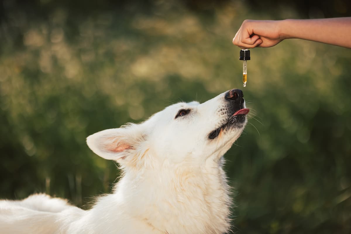 CBD Dosage for Dogs & Cats: How Much CBD Can I Give My Dog Safely?