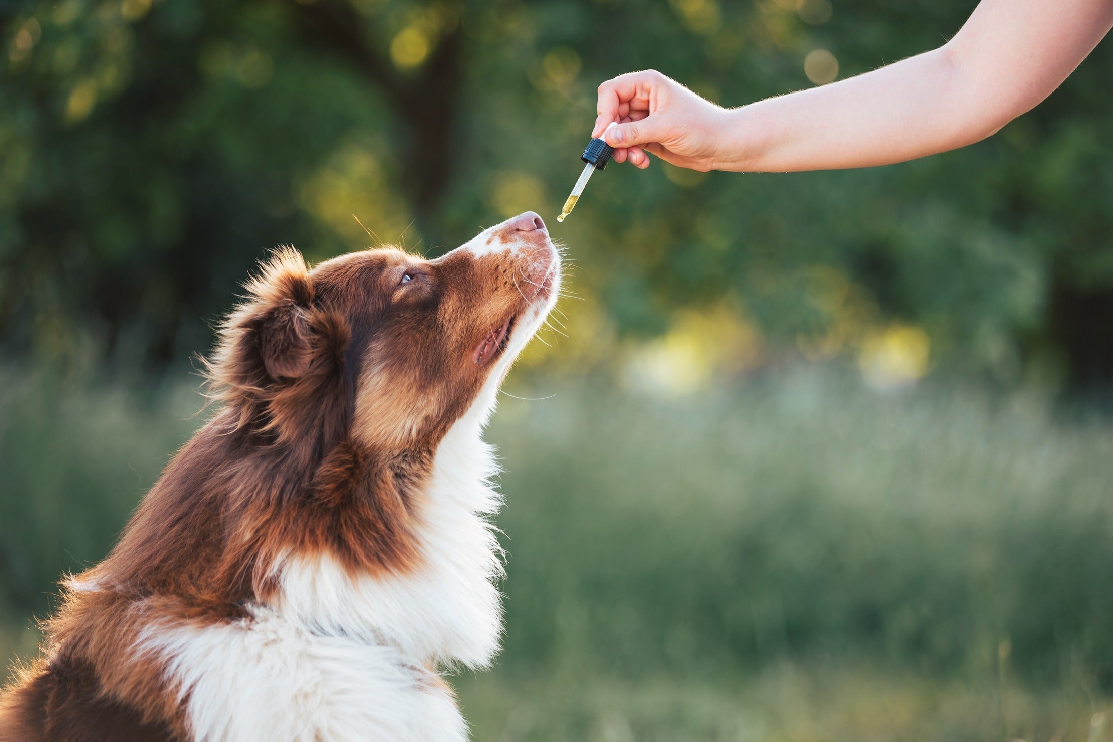 Buyer's Guide: CBD for Dog Hip Pain