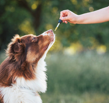 Buyer's Guide: CBD for Dog Hip Pain