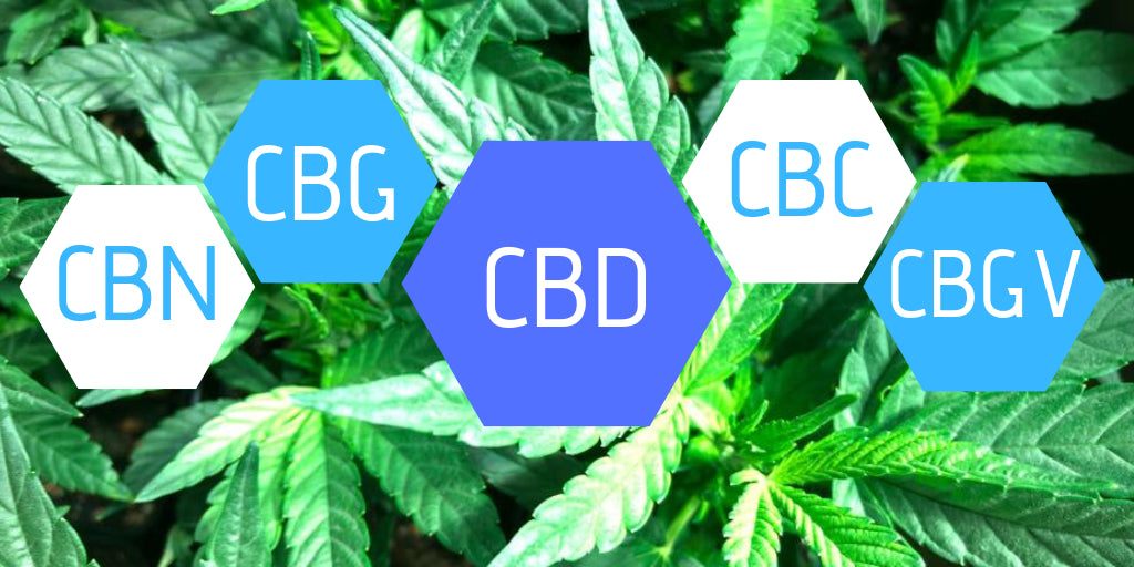 What Are The Different Types of Cannabinoids?