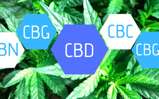 What Are The Different Types of Cannabinoids?