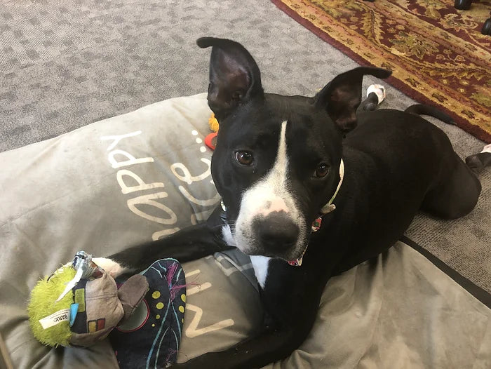 10 Tips for Welcoming a Newly Adopted Dog Home