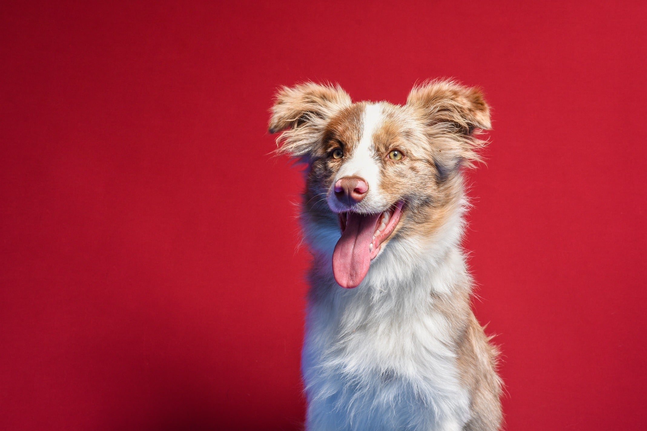 Apoquel Alternatives for Dogs: Is CBD an Option?