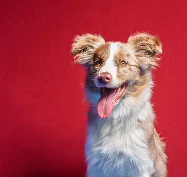 Apoquel Alternatives for Dogs: Is CBD an Option?