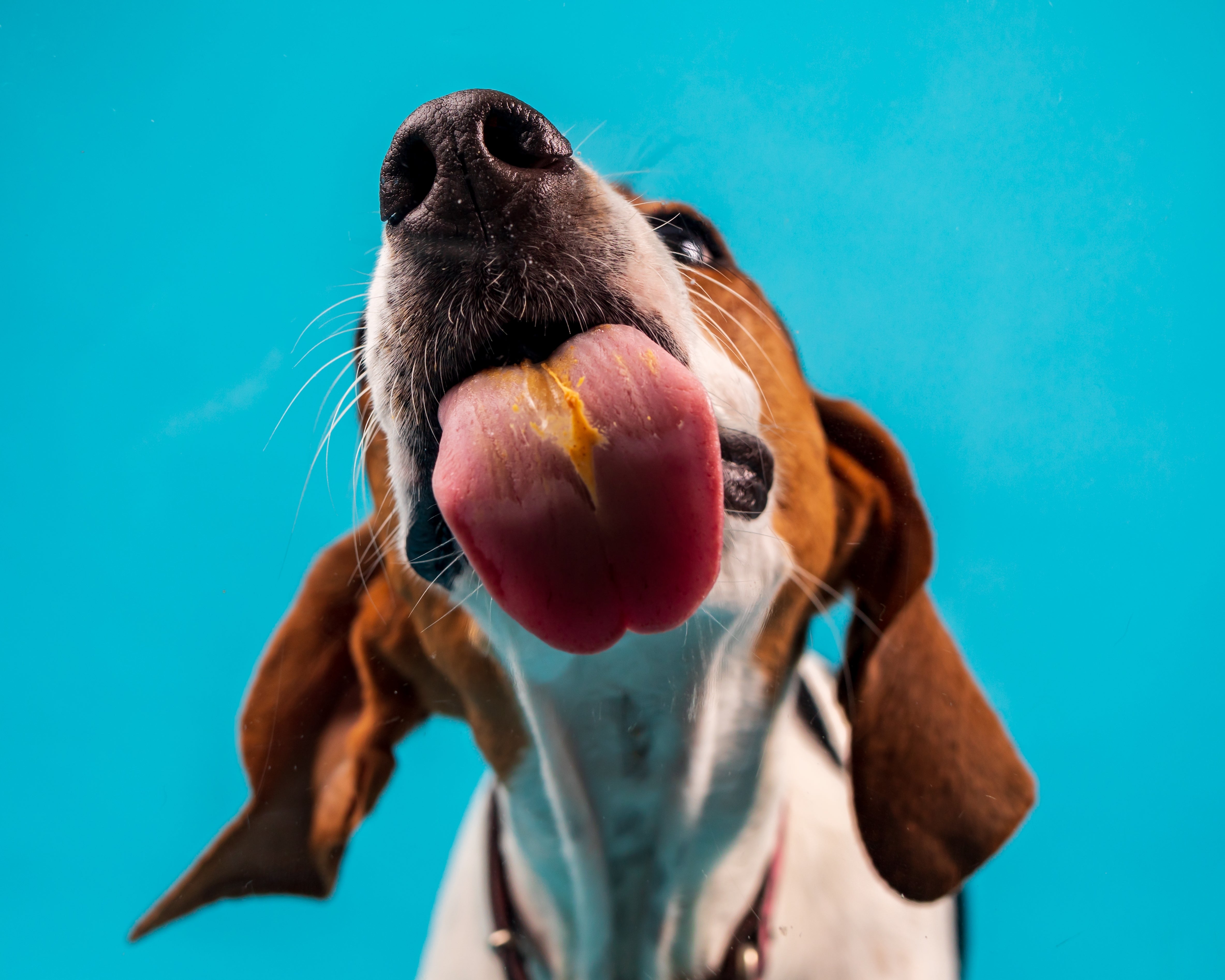 Can Dogs Have Peanut Butter?