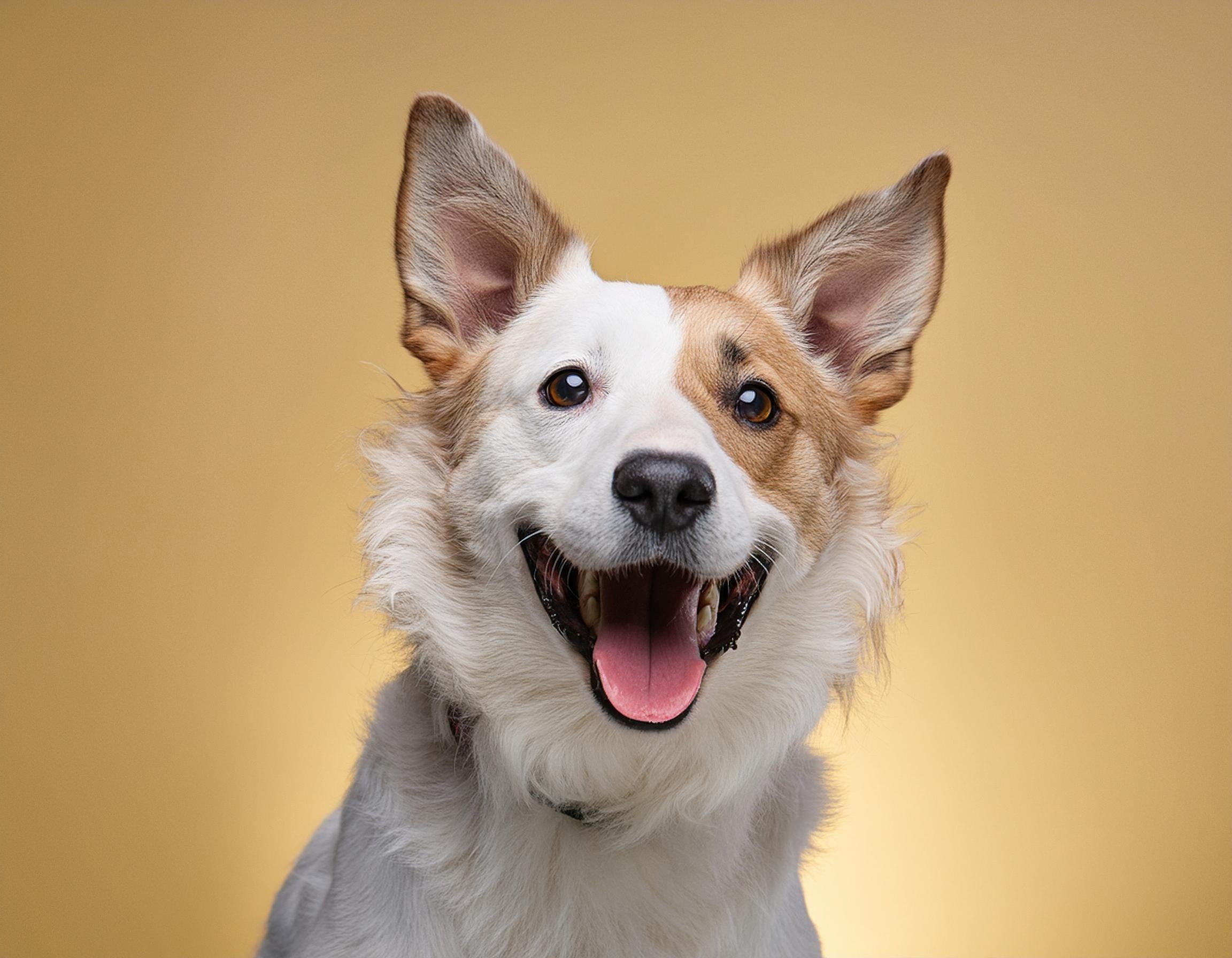 Mental Illness in Dogs: Preventing Dog Mental Disorders