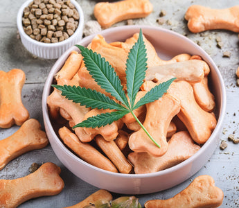 Using CBD For Dog Barking: Can It Help? | Suzie's Pet Treats