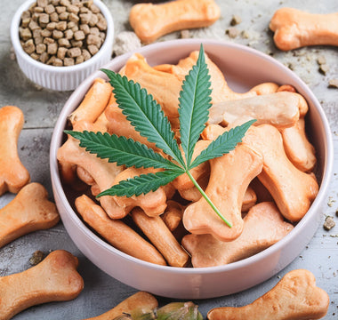 Using CBD For Dog Barking: Can It Help? | Suzie's Pet Treats