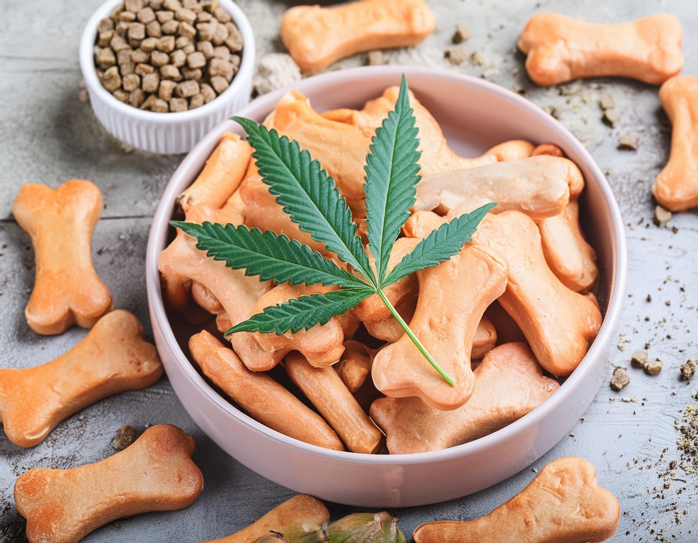 Using CBD For Dog Barking: Can It Help?
