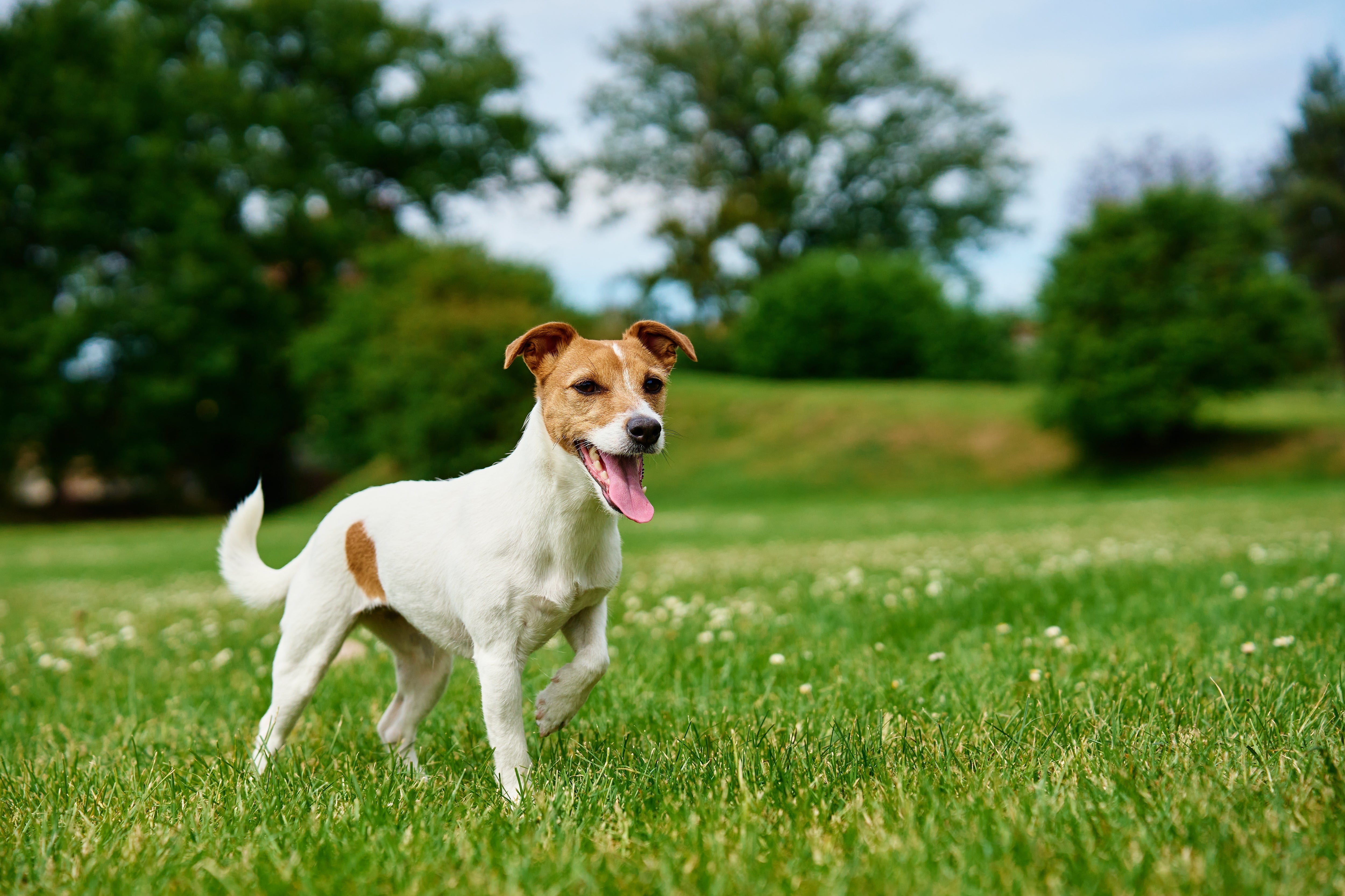 CBD Home Remedy for Dog Ear Infection