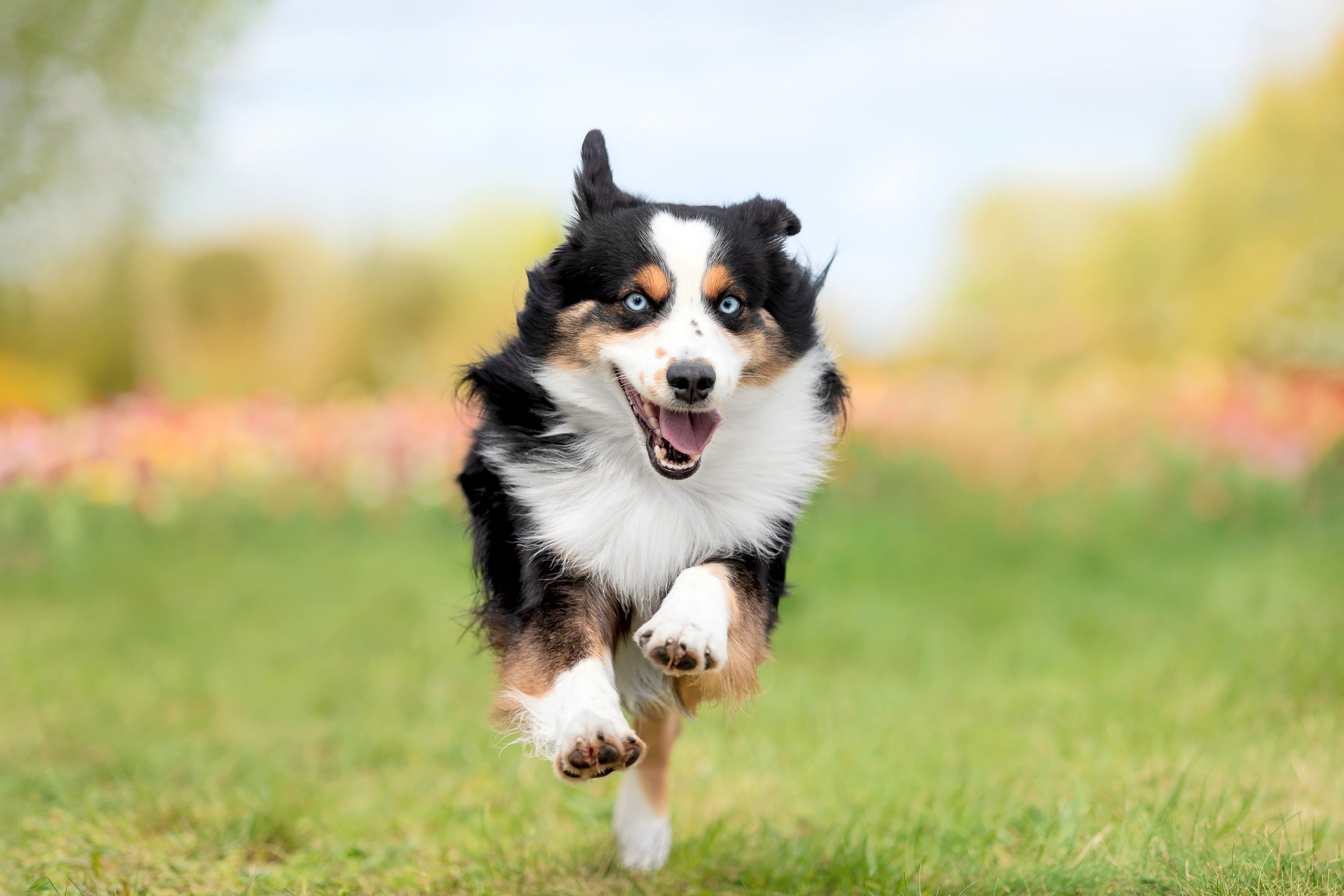 Using CBD For Dogs Arthritis