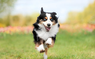 Using CBD For Dogs Arthritis