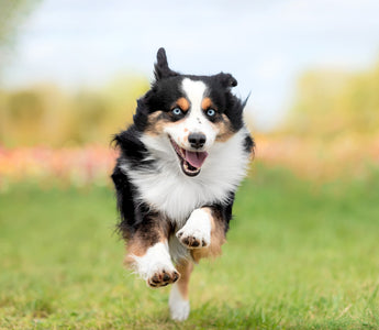 Using CBD For Dogs Arthritis