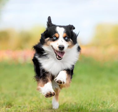 Using CBD For Dogs Arthritis