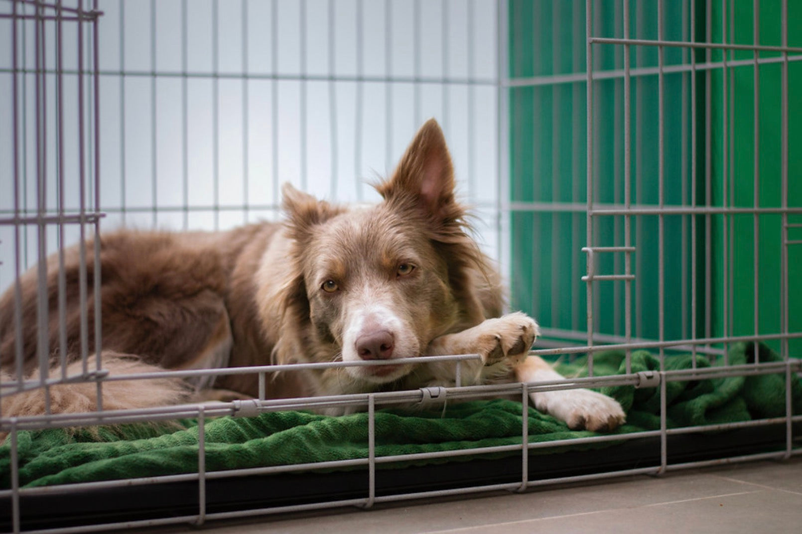 How to Reduce Separation Anxiety in Pets Using CBD