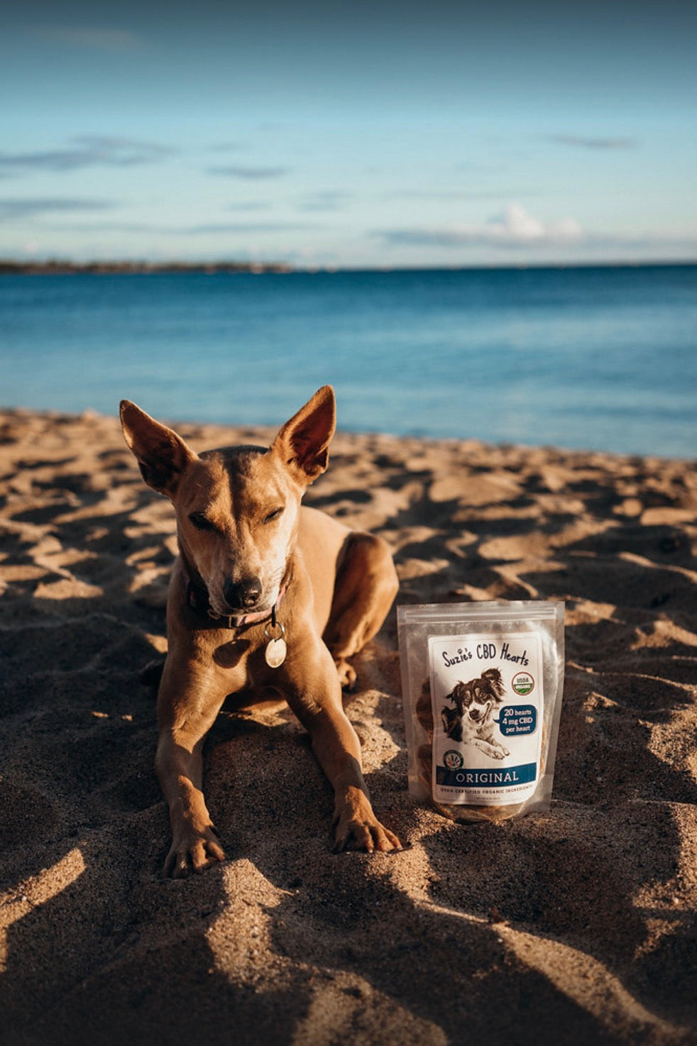 Tips for Traveling With a Dog & Keeping Them Calm on Vacation
