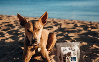 Tips for Traveling With a Dog & Keeping Them Calm on Vacation