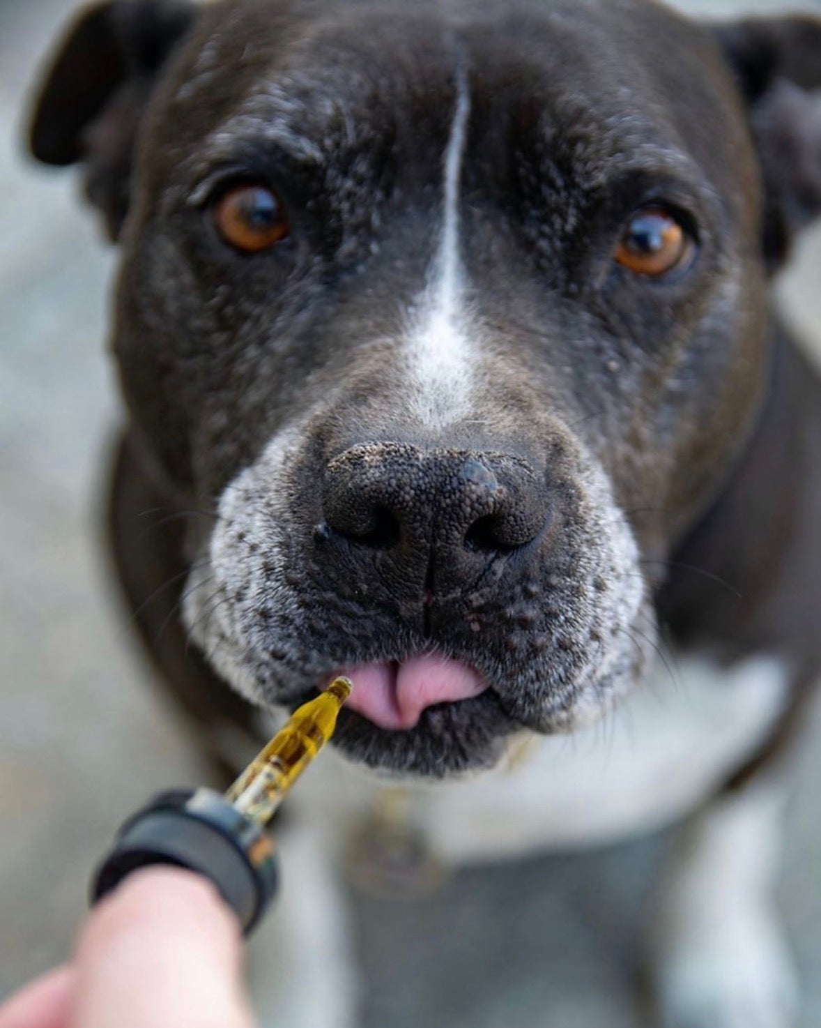 How Long Do CBD Effects Last in Dogs & Cats?