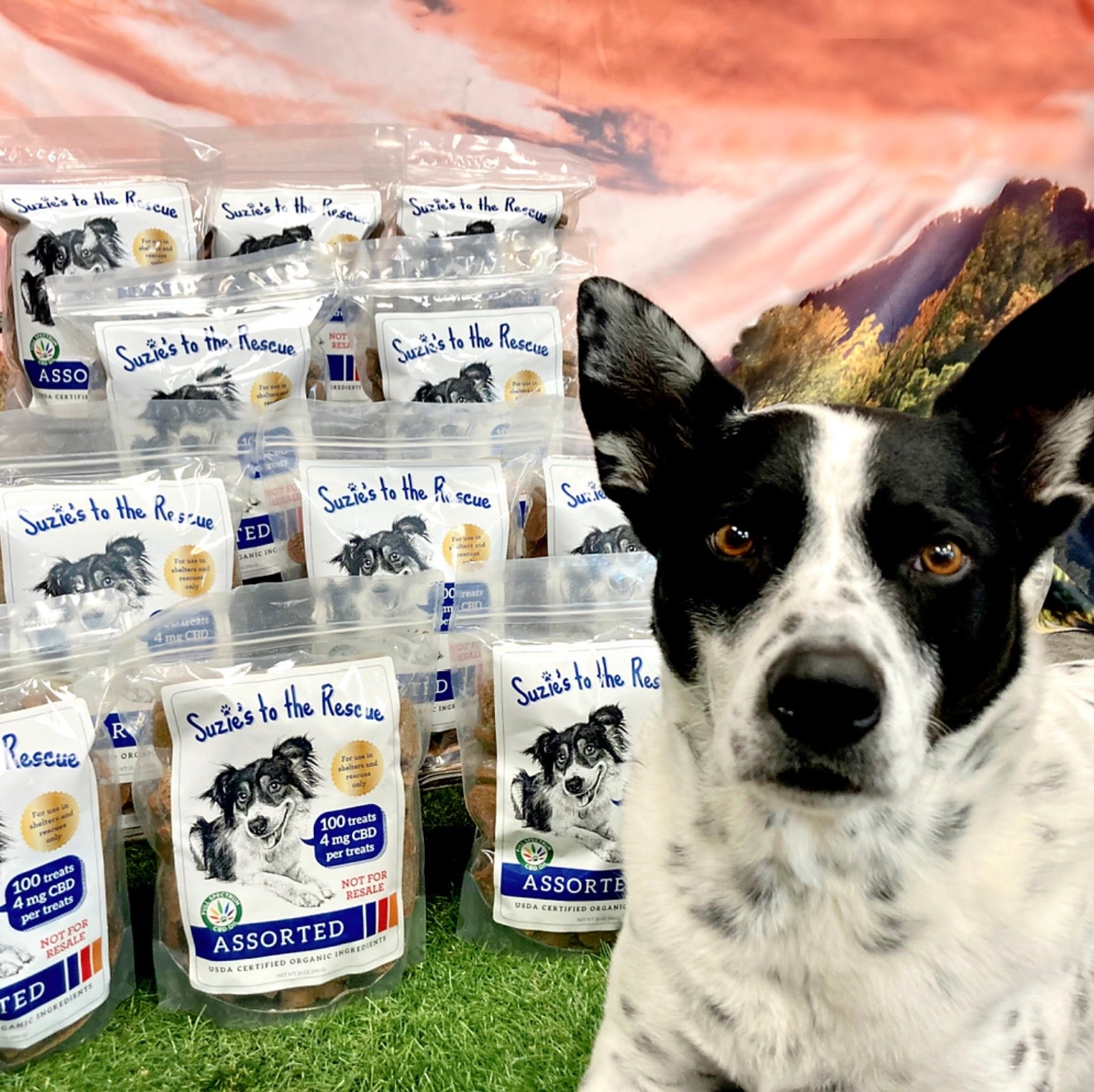 How Does the Suzie's to the Rescue Donation Program Work?