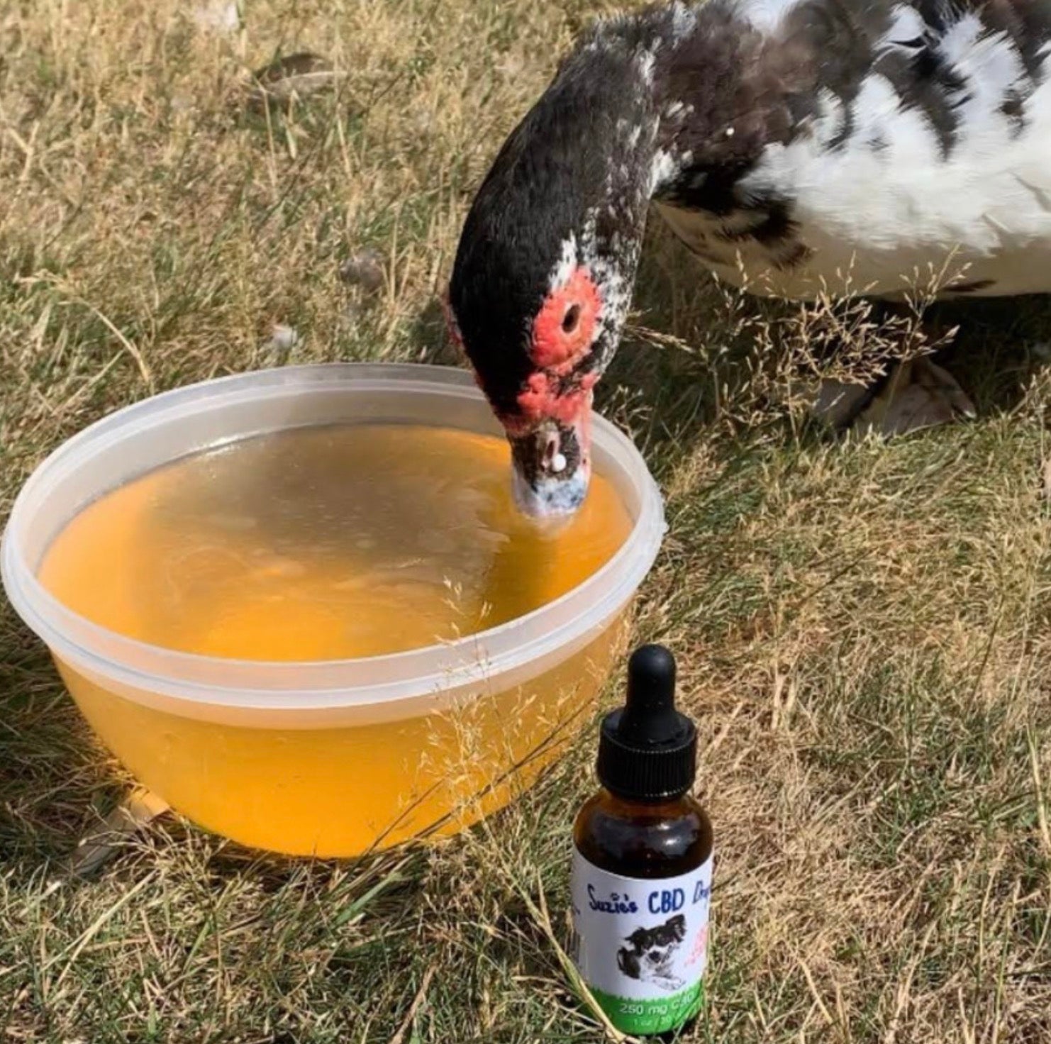 Can you Use CBD for Birds?
