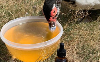 Can you Use CBD for Birds?