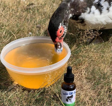 Can you Use CBD for Birds?