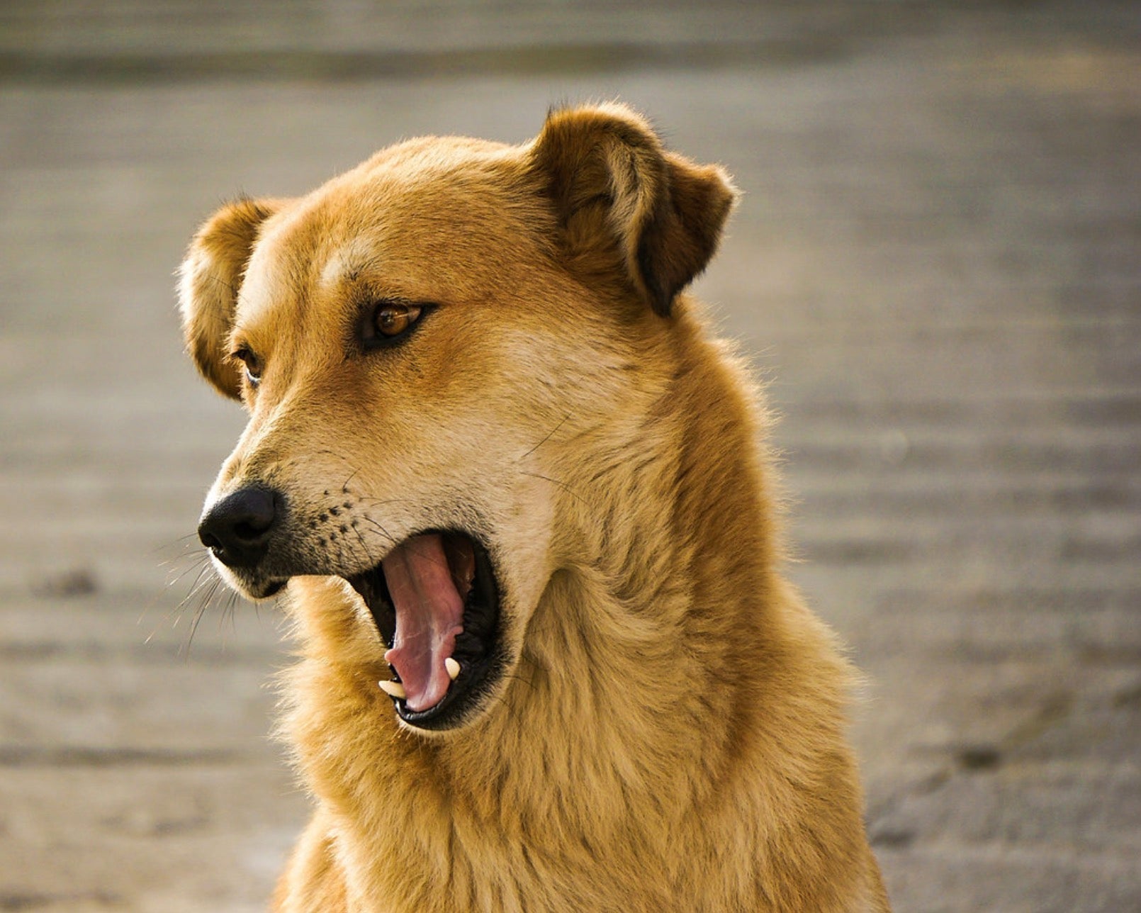 What Signs Show a Dog is Stressed?