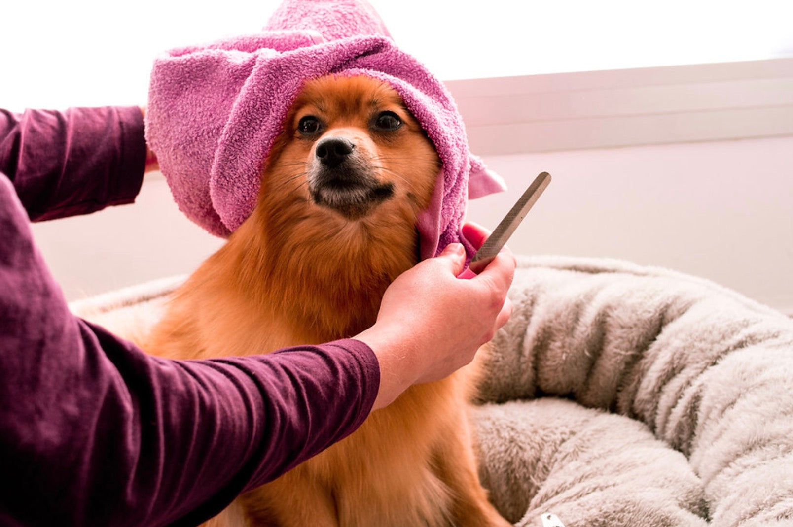 How to Maintain and Improve Your Dog's Skin Health