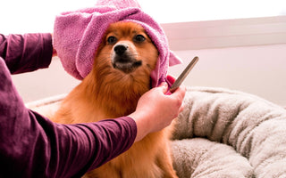 How to Maintain and Improve Your Dog's Skin Health