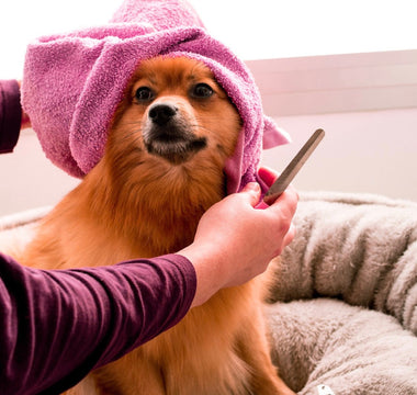 How to Maintain and Improve Your Dog's Skin Health