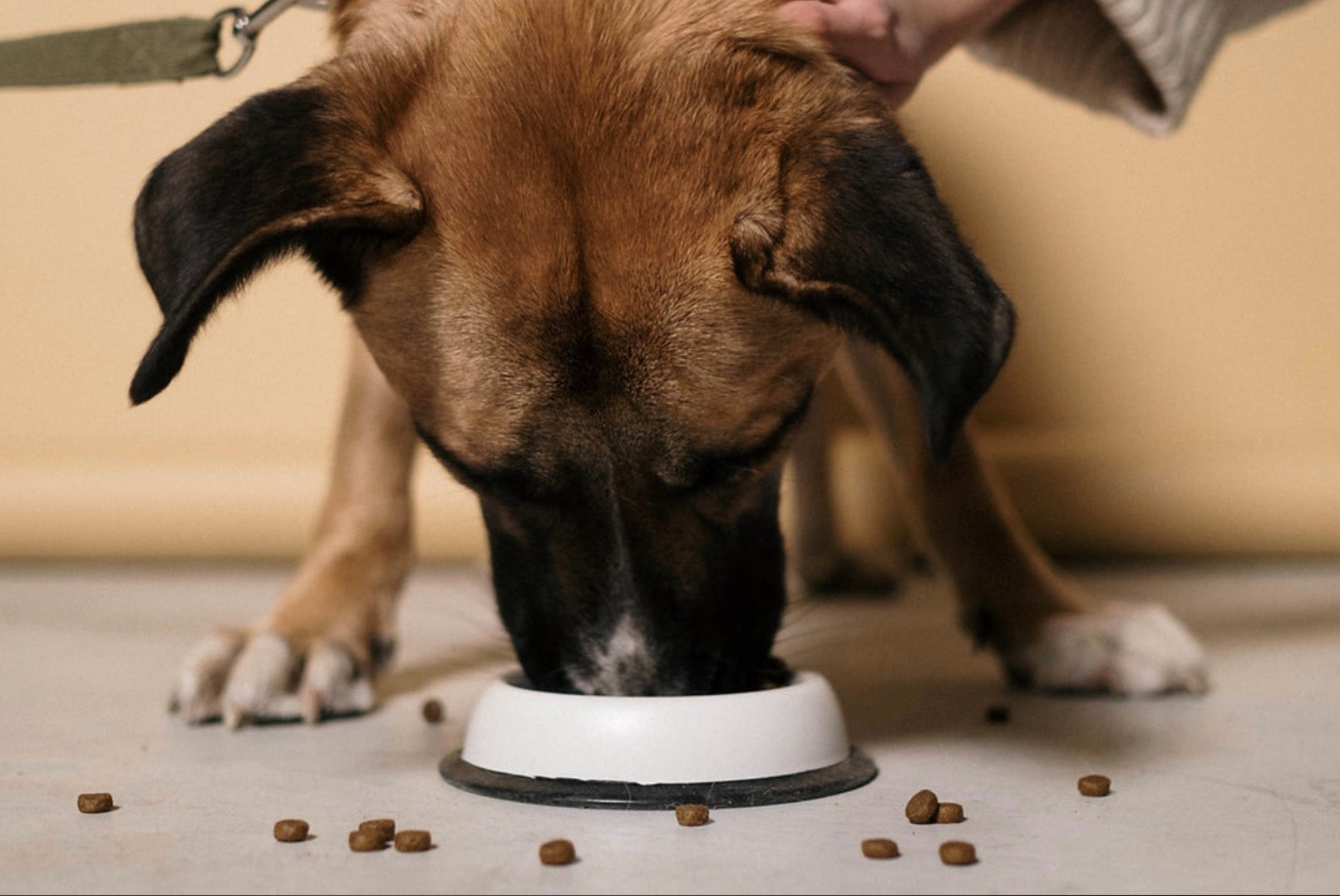 7 Easy Ways to Give Your Dog CBD
