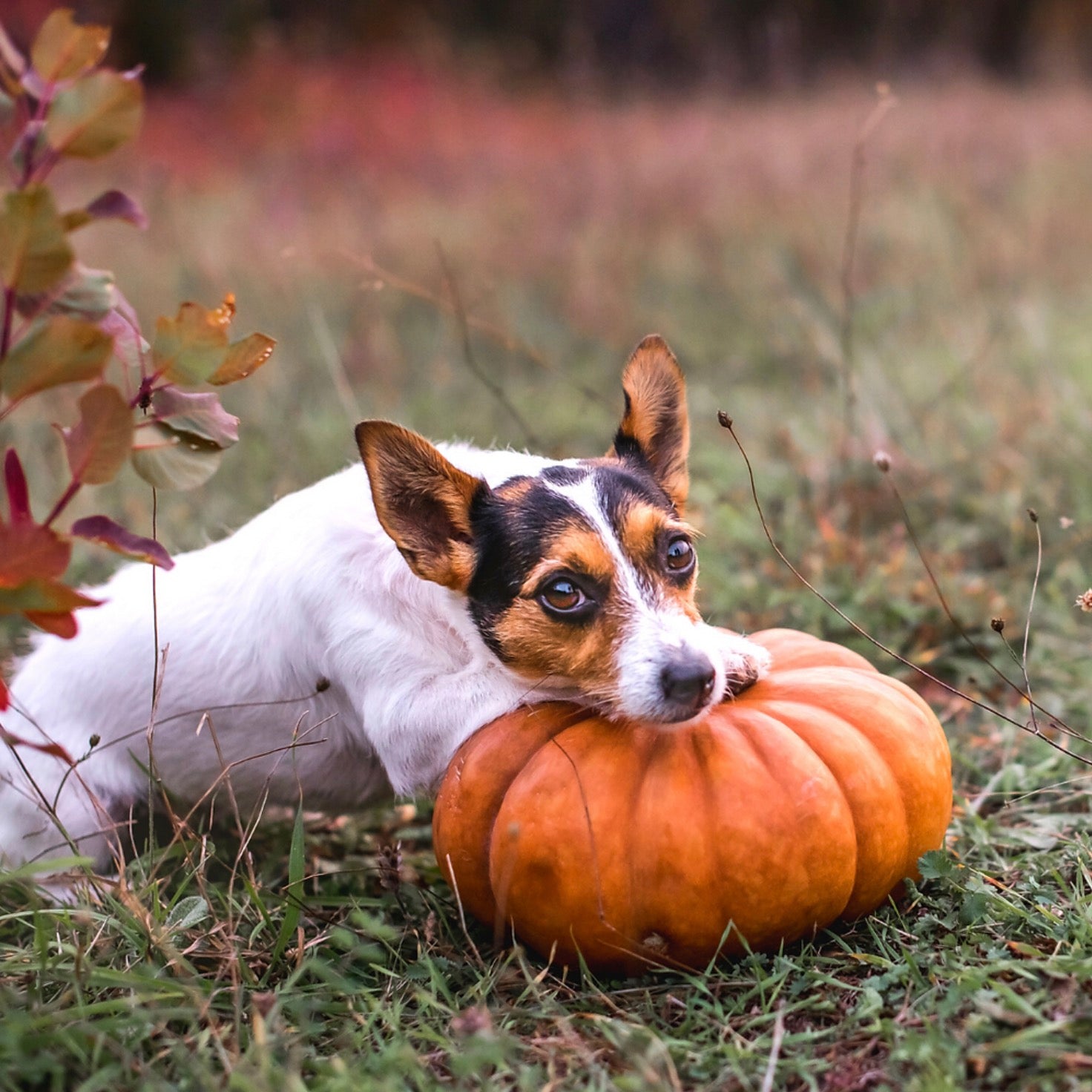 What Are The Health Benefits of Pumpkin for Dogs?