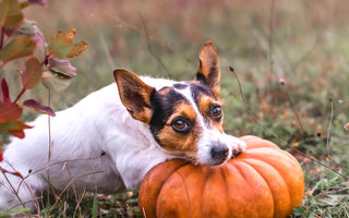 What Are The Health Benefits of Pumpkin for Dogs?