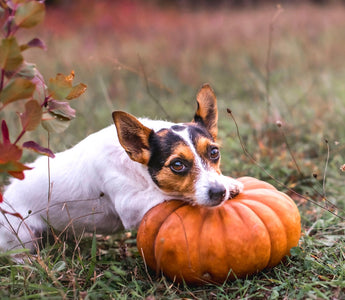 What Are The Health Benefits of Pumpkin for Dogs?