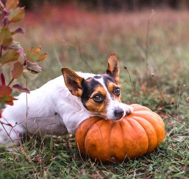 What Are The Health Benefits of Pumpkin for Dogs?