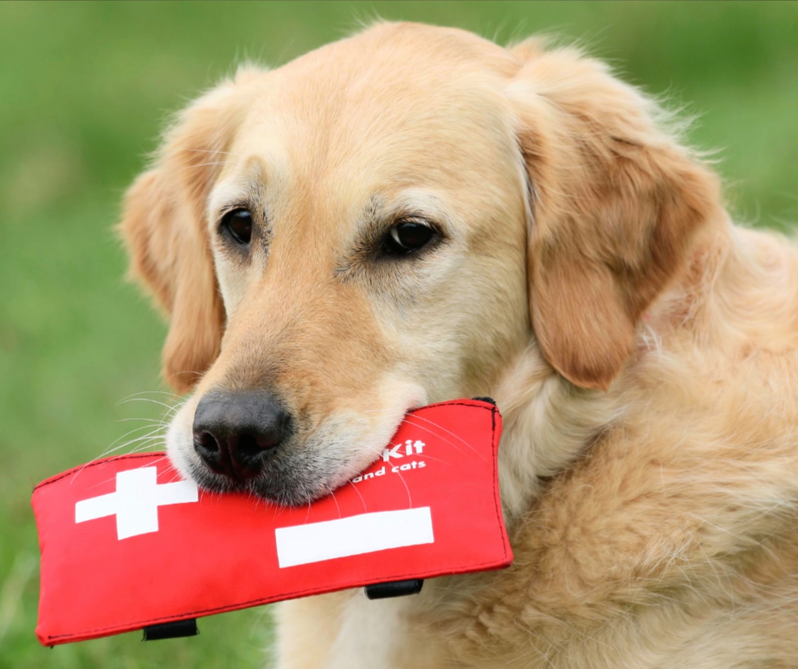 What Do You Need to Know About Pet First Aid?