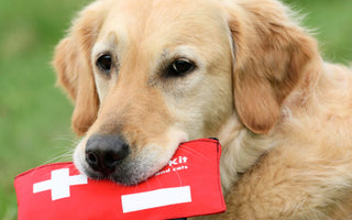 What Do You Need to Know About Pet First Aid?