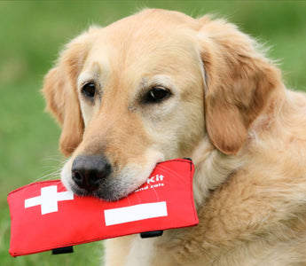 What Do You Need to Know About Pet First Aid?