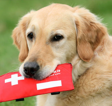 What Do You Need to Know About Pet First Aid?