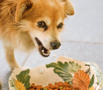 How to Stimulate Your Pet’s Appetite?