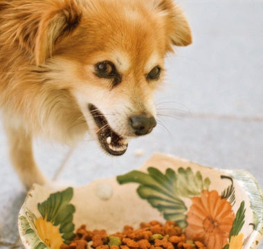 How to Stimulate Your Pet’s Appetite?