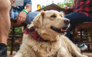 Best Dog Friendly Bars in Denver