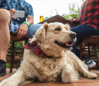 Best Dog Friendly Bars in Denver