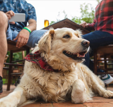 Best Dog Friendly Bars in Denver