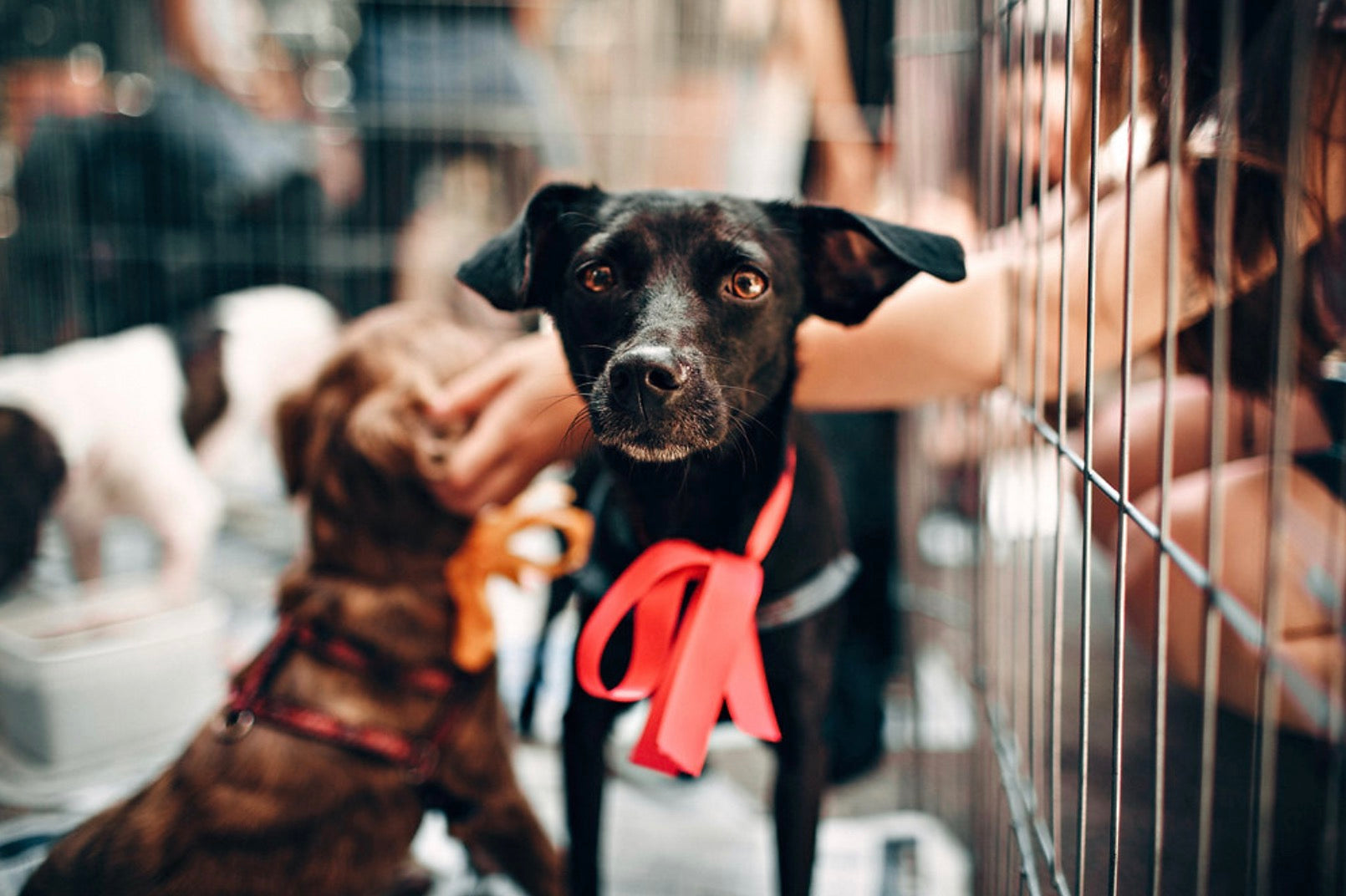 Where to Adopt a Puppy in Denver?