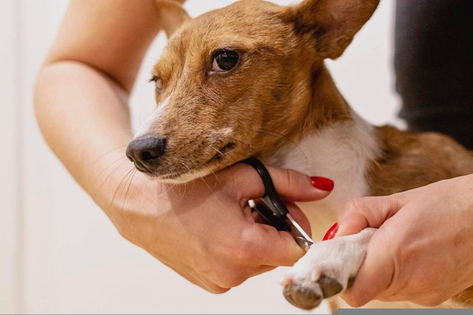 How to Use CBD to Cut an Uncooperative Dog’s Nails