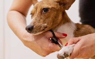 Using CBD For Dogs Nail Trimming