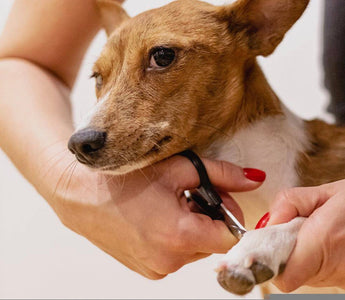 Using CBD For Dogs Nail Trimming